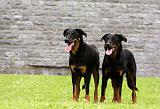 BEAUCERON 786